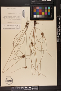 Cyperus filiculmis image