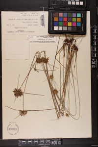 Cyperus filiculmis image