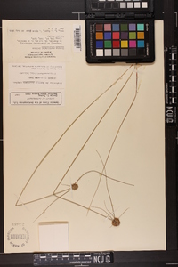 Cyperus filiculmis image