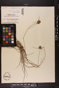 Cyperus filiculmis image