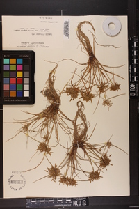 Cyperus filicinus image