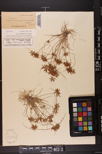 Cyperus filicinus image