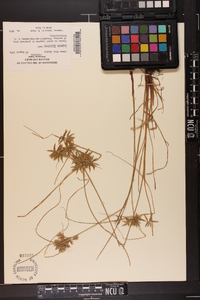 Cyperus filicinus image