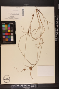 Cyperus filiculmis image