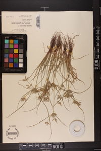 Cyperus flavescens image