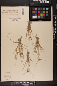 Cyperus flavescens var. poaeformis image