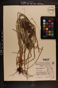 Cyperus tetragonus image