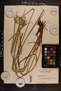 Cyperus virens image