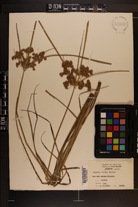 Cyperus virens image