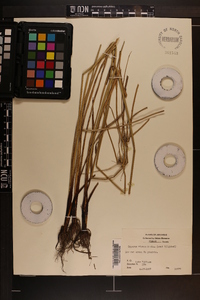 Cyperus virens image