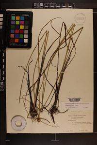 Cyperus virens image