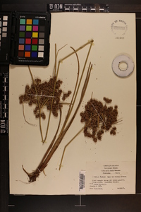 Cyperus virens image