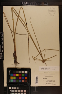 Cyperus virens image