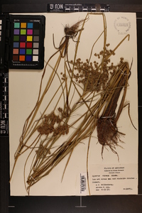 Cyperus virens image