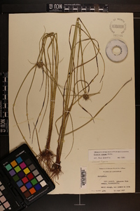 Cyperus virens image