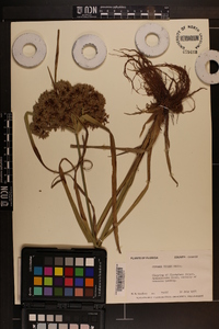 Cyperus virens image