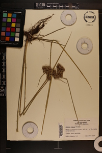 Cyperus virens image