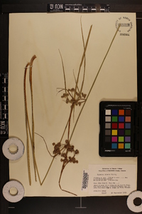 Cyperus virens image