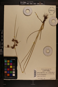 Cyperus virens image