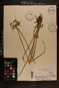 Cyperus virens image