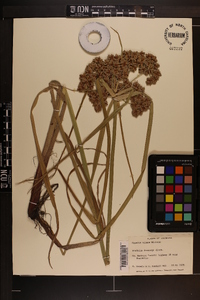 Cyperus virens image