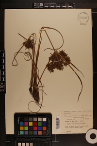 Cyperus flavicomus image