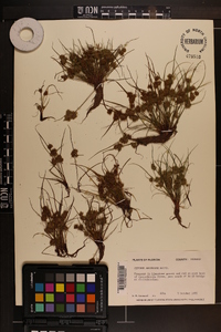 Cyperus squarrosus image