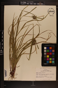 Carex intumescens var. intumescens image