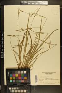 Carex styloflexa image