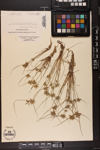 Cyperus flavescens image