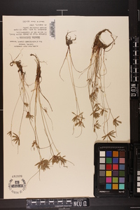 Cyperus flavescens image