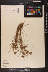 Cyperus flavescens image