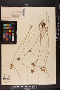 Cyperus flavescens image