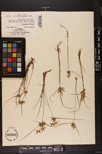 Cyperus flavescens image