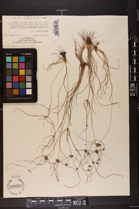 Cyperus grayi image