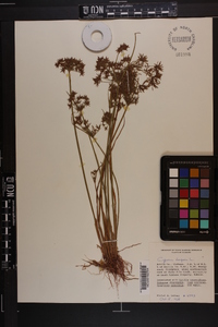 Cyperus haspan image