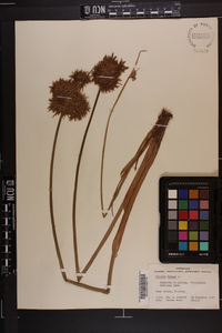 Cyperus haspan image