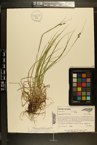 Carex swanii image