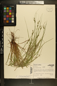 Carex swanii image