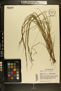 Carex swanii image