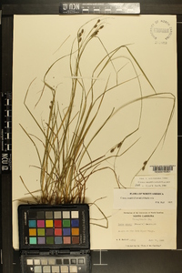 Carex swanii image