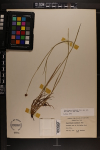 Rhynchospora baldwinii image