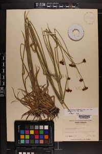 Rhynchospora baldwinii image