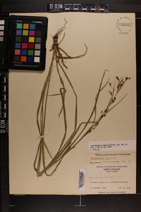 Rhynchospora caduca image