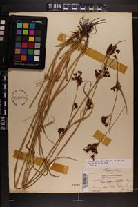 Rhynchospora caduca image