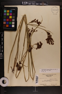 Rhynchospora caduca image