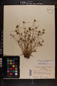 Cyperus neotropicalis image