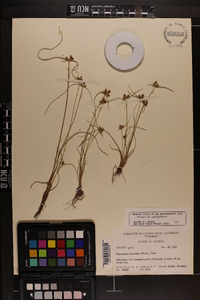 Cyperus neotropicalis image