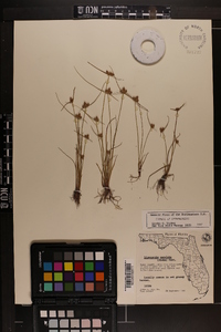 Cyperus neotropicalis image