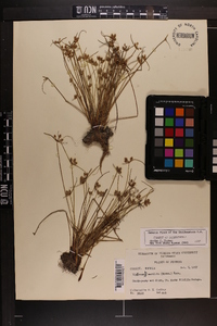 Cyperus neotropicalis image